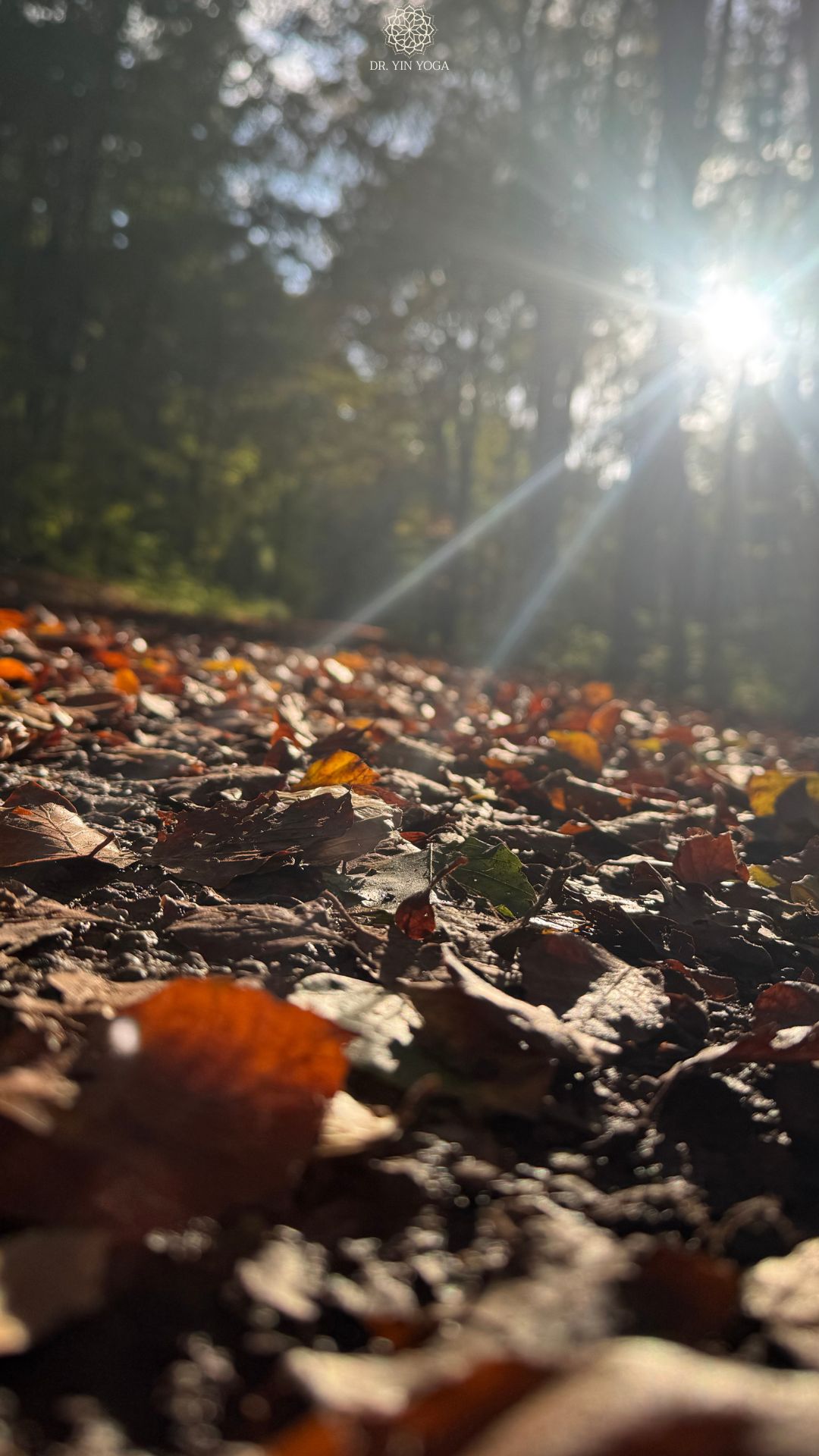 Dr. Yin Yoga Herbstevents und Specials